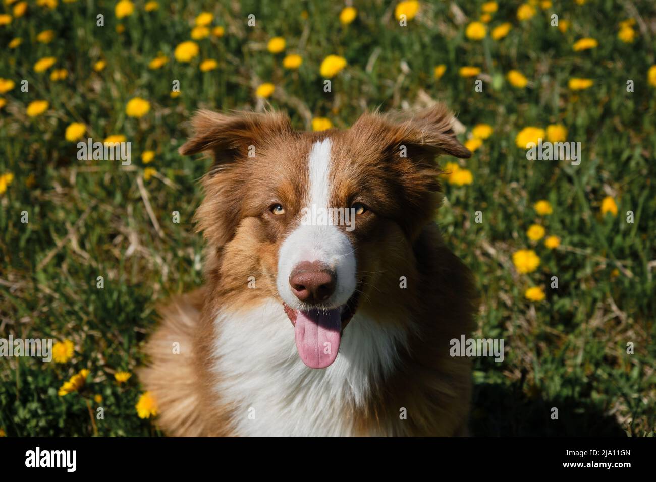Australian Shepherd sitzt im Feld der gelben Frühlingszandelionen, lächelt und genießt das Leben. Aussie Welpen rot tricolor im Feld der wilden Blumen. Hochformat Stockfoto