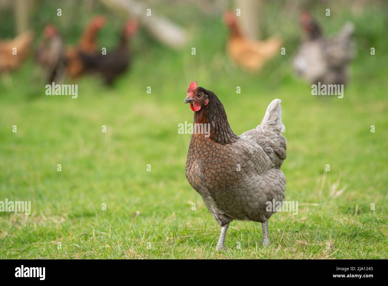 Freiland-Hühner, die Eier legen, im Grasfeld, Carmarthenshire, Wales, Großbritannien Stockfoto