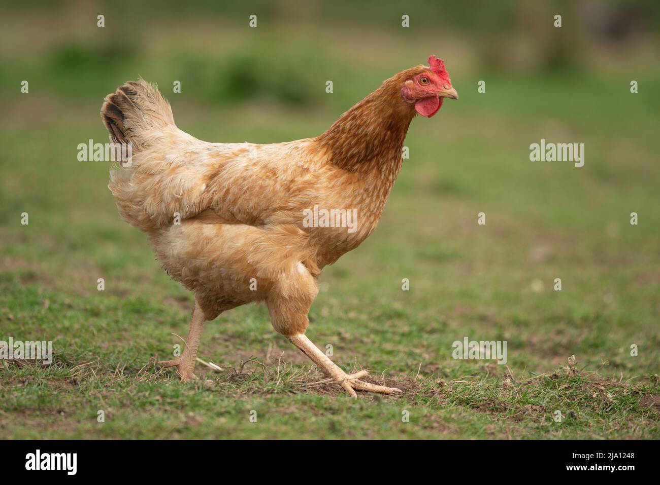 Freiland-Hühner, die Eier legen, im Grasfeld, Carmarthenshire, Wales, Großbritannien Stockfoto