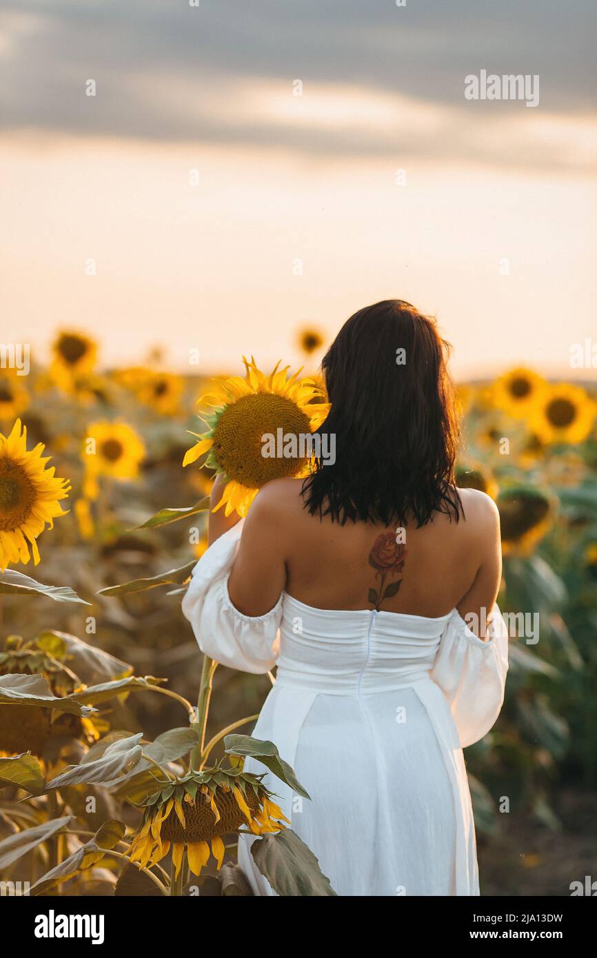 Schöne junge Frau in einem weißen Kleid in Sonnenblumen bei Sonnenuntergang Stockfoto