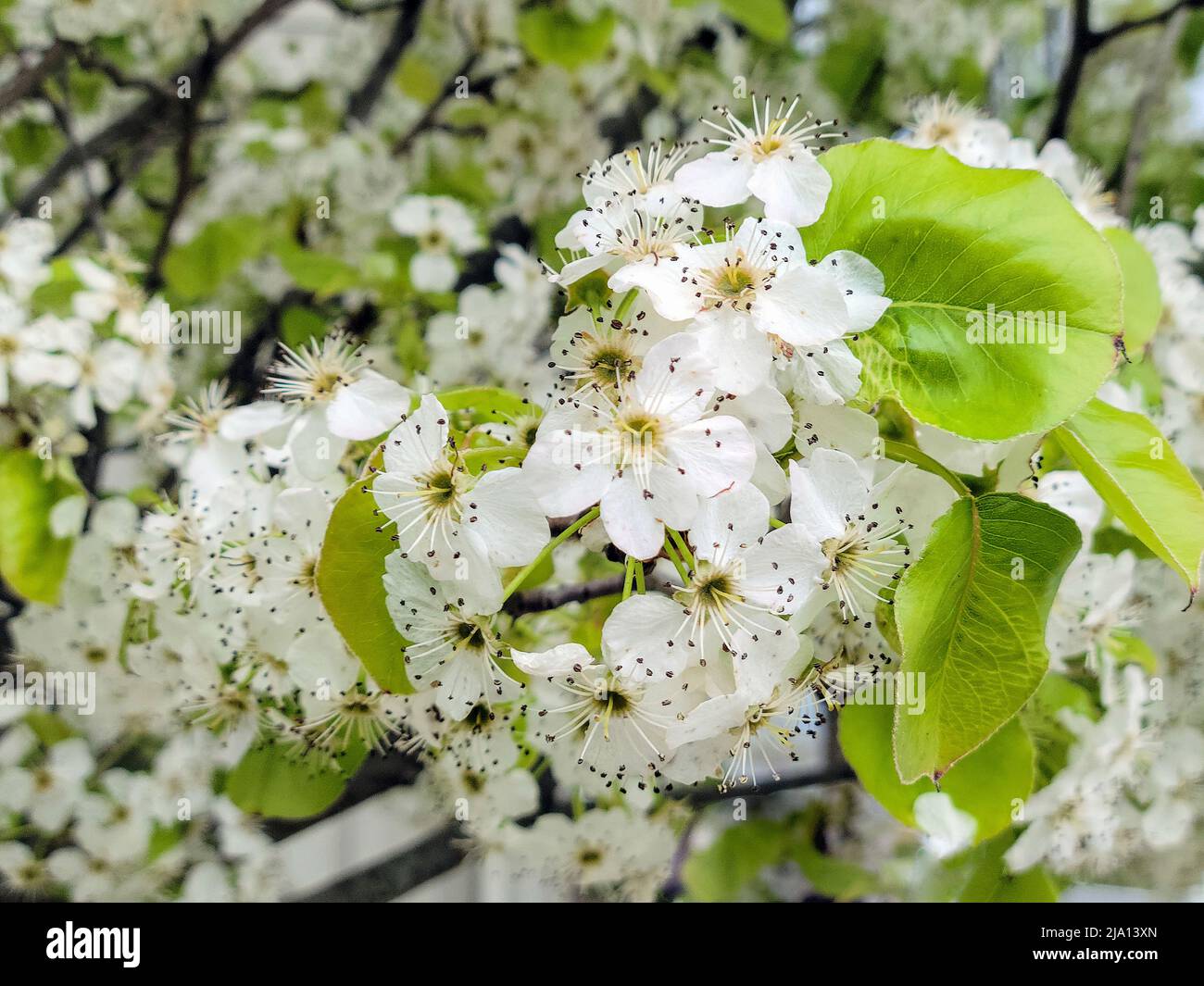 Nahaufnahme der Krabbenapfelblüten auf dem Frühlingsbaum Stockfoto