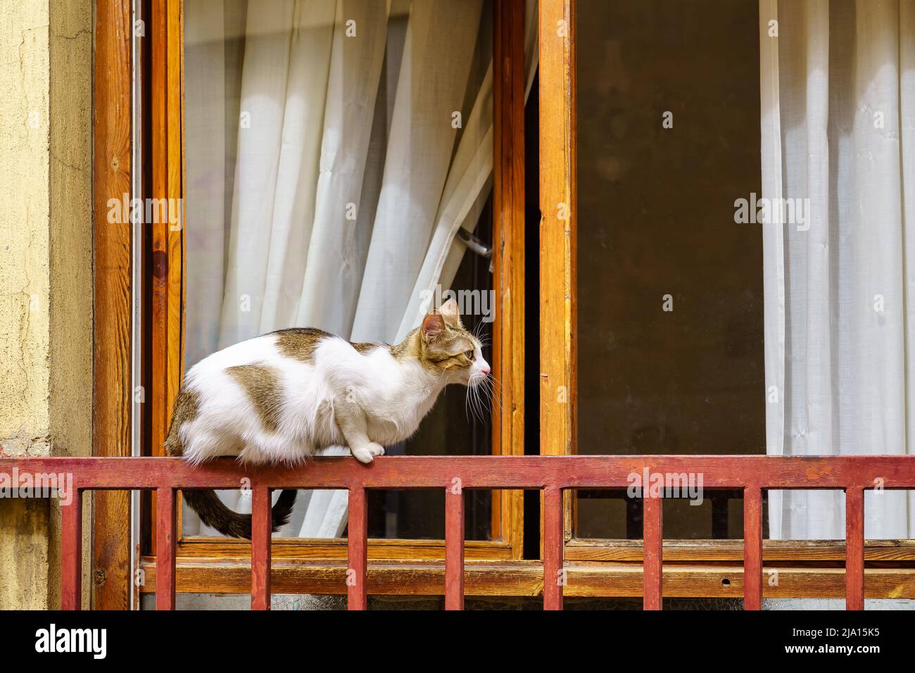 Niedliche Katze kletterte auf den Zaun eines Fensters und nahm die kühle in der Straße. Stockfoto