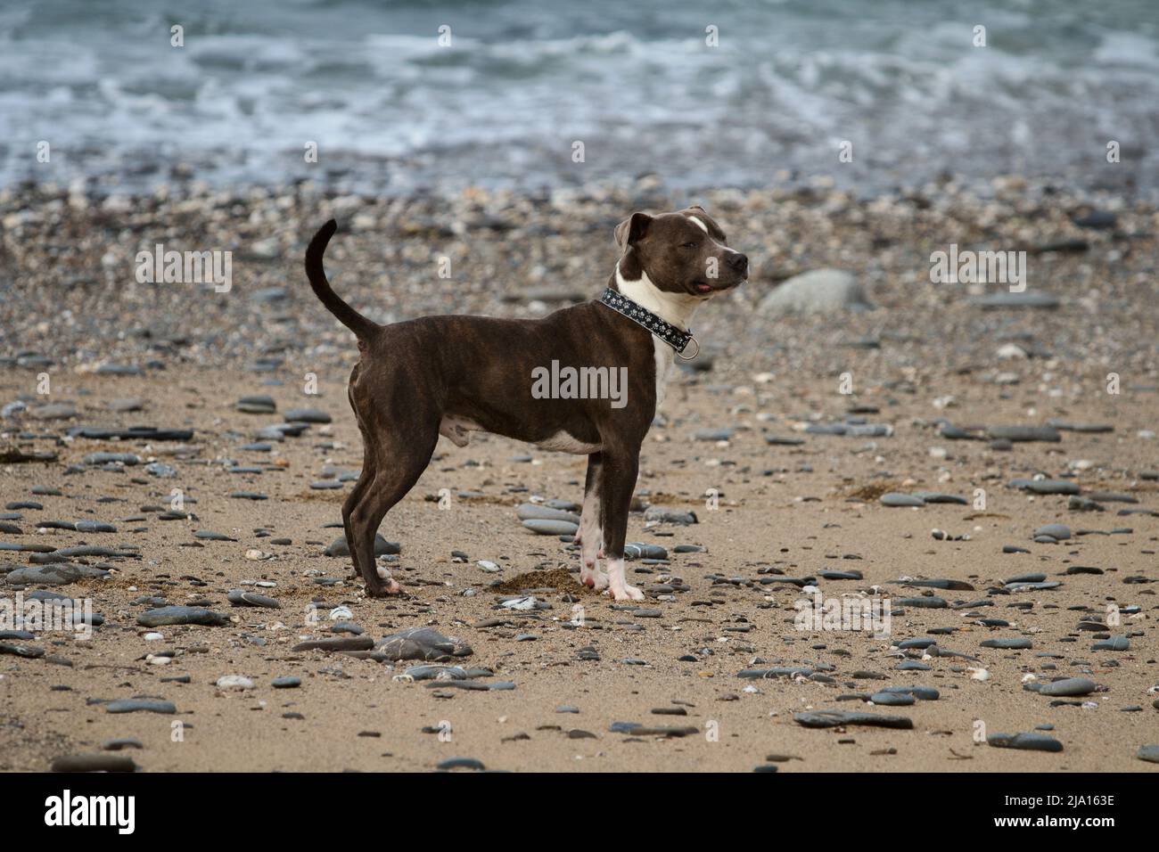Hellbraun und weiß Staffordshire Bull Terrier am Strand Stockfoto