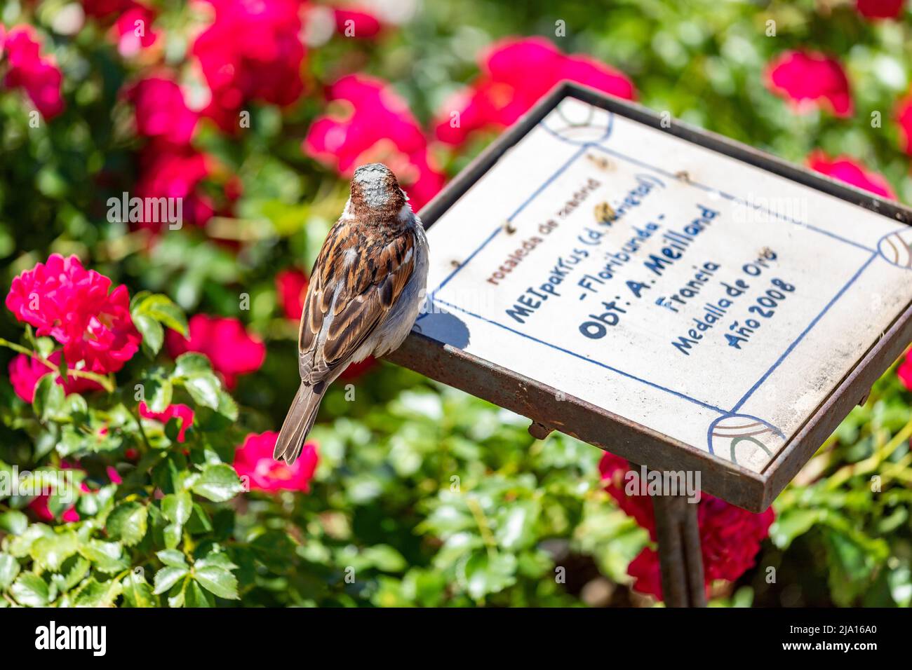 Sperling. Blumen. Brauner Sperling auf dem Zeichen der Blumen und Rosen des Rosengartenparks des Parque del Oeste in Madrid. Hintergrund voll Stockfoto