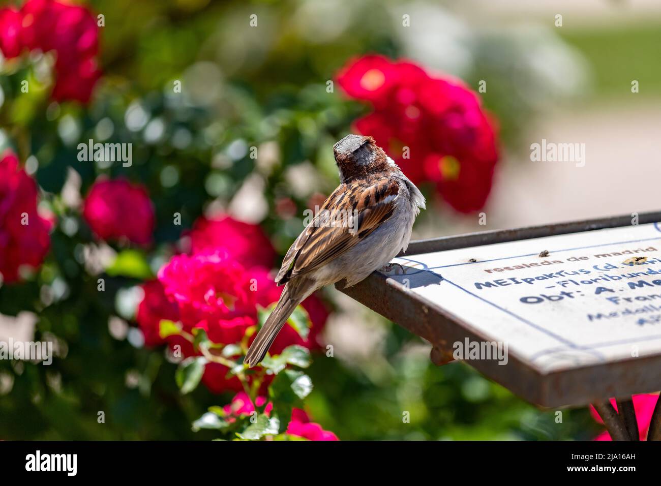 Sperling. Blumen. Brauner Sperling auf dem Zeichen der Blumen und Rosen des Rosengartenparks des Parque del Oeste in Madrid. Hintergrund voll Stockfoto