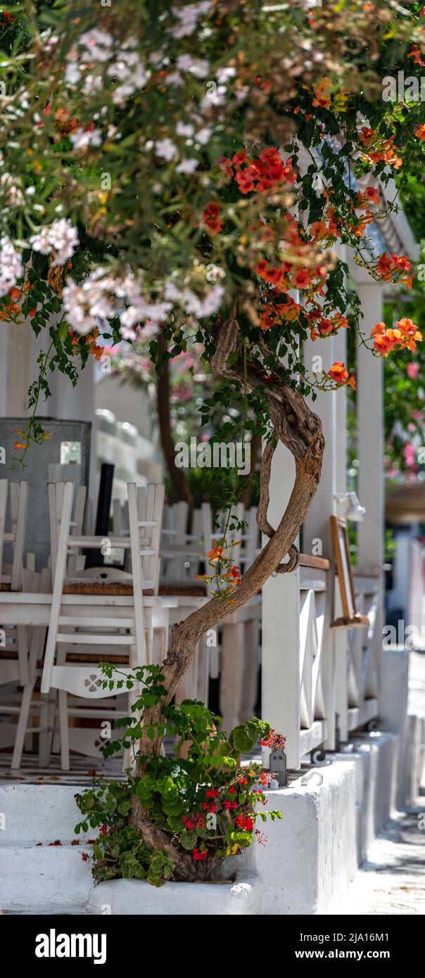 Mykonos Insel in Kykladen Gruppe in der Ägäis. Sommerparty Atmosphäre, ikonische Wahrzeichen Windmühlen aus dem 16.. Jahrhundert mykonos Stadt Griechenland Stockfoto