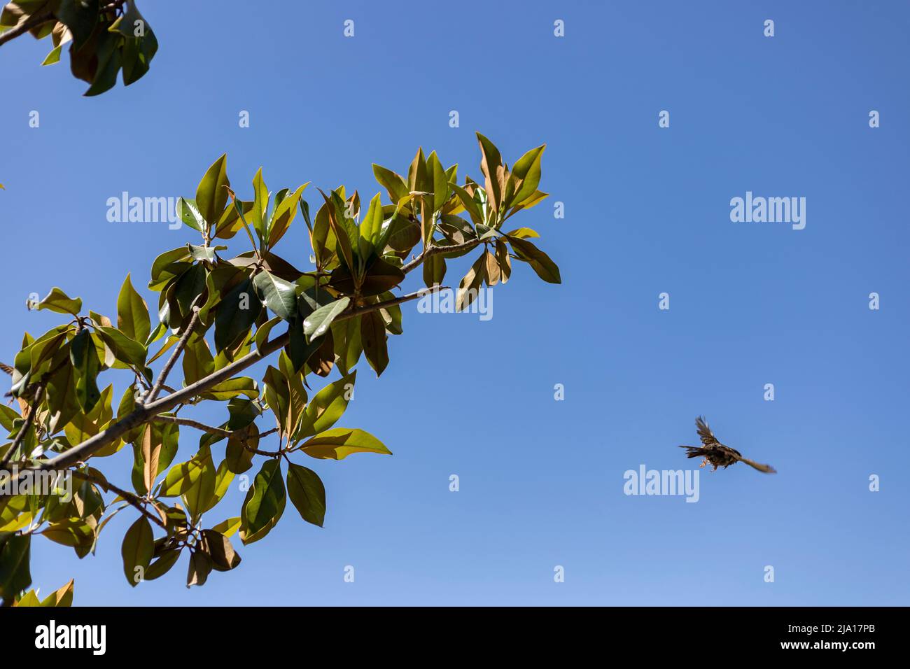 Sperling. Brauner Sperling fliegt über den Park des Rosengartens des Parque del Oeste in Madrid. Hintergrund voller farbenfroher Blumen. Frühlingsdruck. Stockfoto