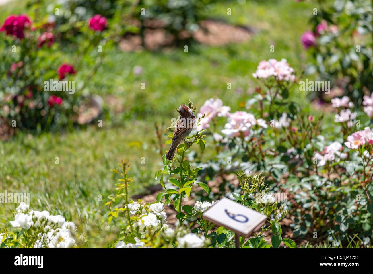 Sperling. Braune Sperlinge fressen Insekten im Park der Rosaleda del Parque del Oeste in Madrid. Hintergrund voller farbenfroher Blumen. Frühlingsdruck. Stockfoto