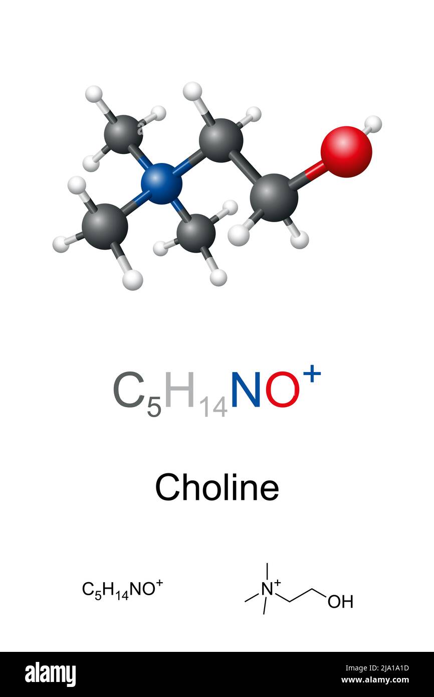 Cholin, Ball-and-Stick-Modell, molekulare und chemische Formel. Organische Verbindung, essentieller Nährstoff für den Menschen, notwendige Komponente in Zellmembranen. Stockfoto