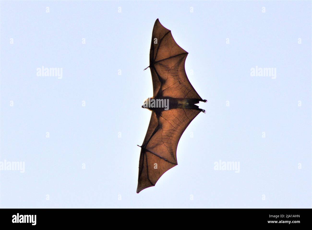 Mauritischer Flughund (Pteropus niger) im Botanischen Garten von Sir Seewoosagur Ramgoolam, Mauritius Stockfoto