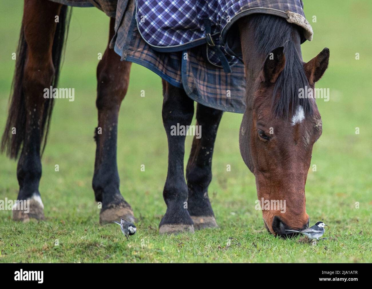 Die Wechselwirkung zwischen den Arten. Tierstelzen arbeiten eng mit einem Pferd zusammen, um die Insekten zu fangen, die er im Gras stört. Suffolk, Großbritannien Stockfoto