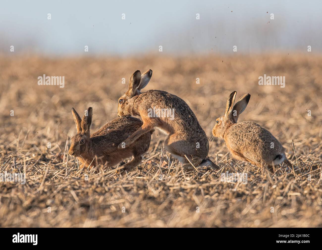 Liebesdreieck, drei Mad March Hasen, die Balzverhalten zeigen, wobei ein Weibchen die ganze Aufmerksamkeit von den Männchen erhält. Suffolk, Großbritannien Stockfoto