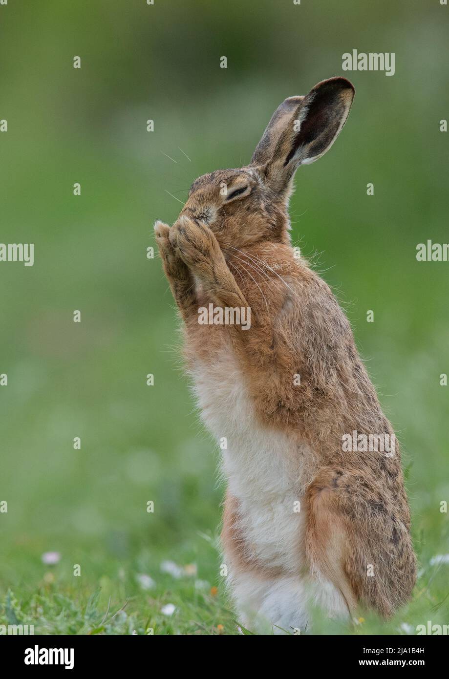 Ein brauner Hase, der aufsteht und seinen weißen Bauch zeigt, macht mit seinen Pfoten zusammen einen Wunsch. Eine niedliche Aufnahme eines schüchternen wilden Tieres. Suffolk, Großbritannien Stockfoto