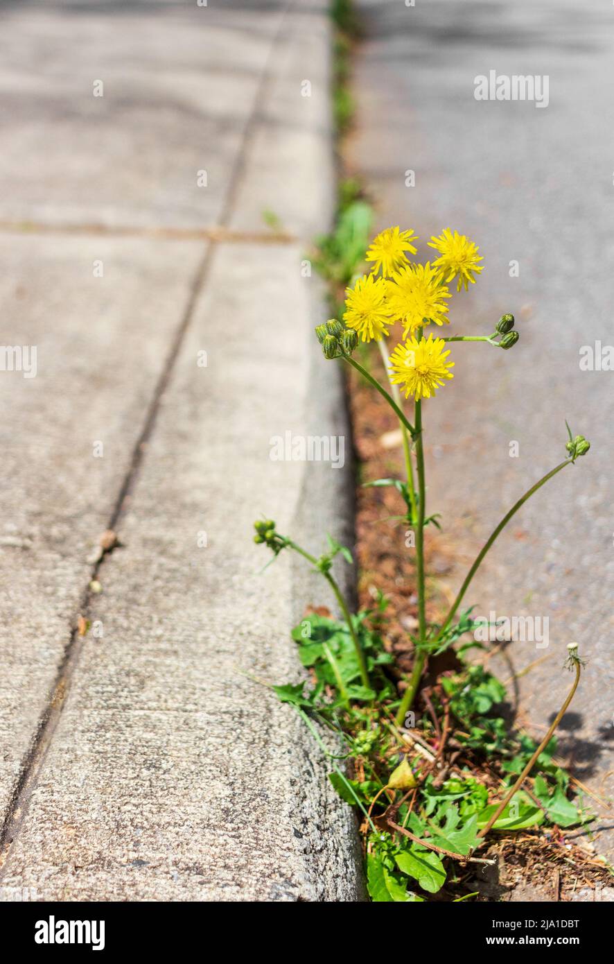 Zwischen den Rissen einer Betonstraße wächst eine gelbe Blume Stockfoto