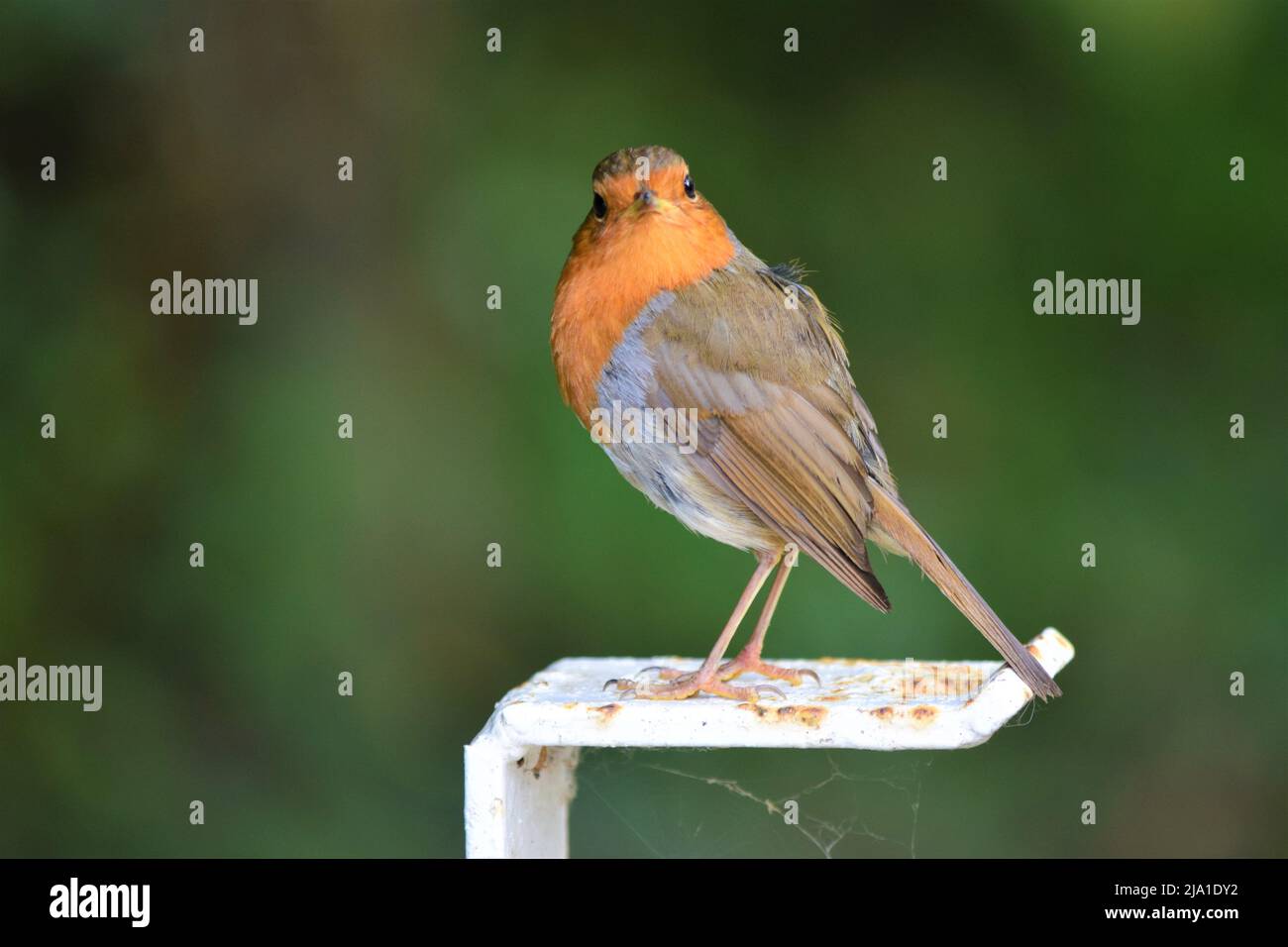Rotkehlchen (Erithacus Rubecula) Stockfoto