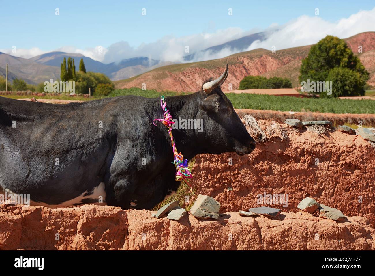 Eine Kuh, die anlässlich des Karnevals geschmückt wurde. Cianzo Valley, Jujuy, Argentinien. Stockfoto