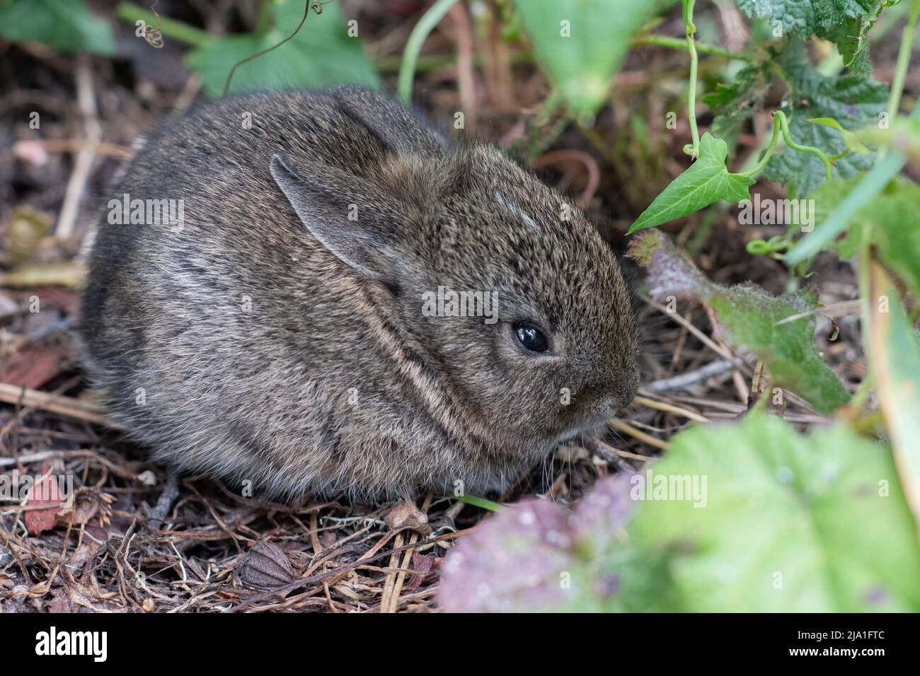 Ein Baby- oder Kit-Bürstenkaninchen (Sylvilagus Bachmani), versteckt in der Vegetation an der nationalen Küste von Point Reyes in Marin County, Kalifornien. Stockfoto