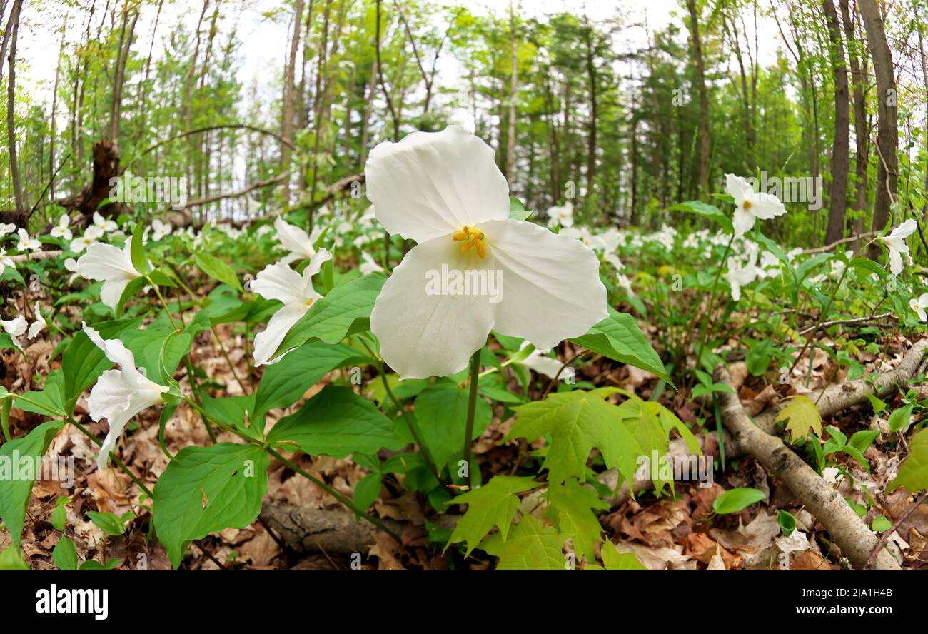 Ultrawide Angle Nahaufnahme Eines Great White Trillium Patch in the Woods im Frühjahr in Ontario, Kanada Stockfoto
