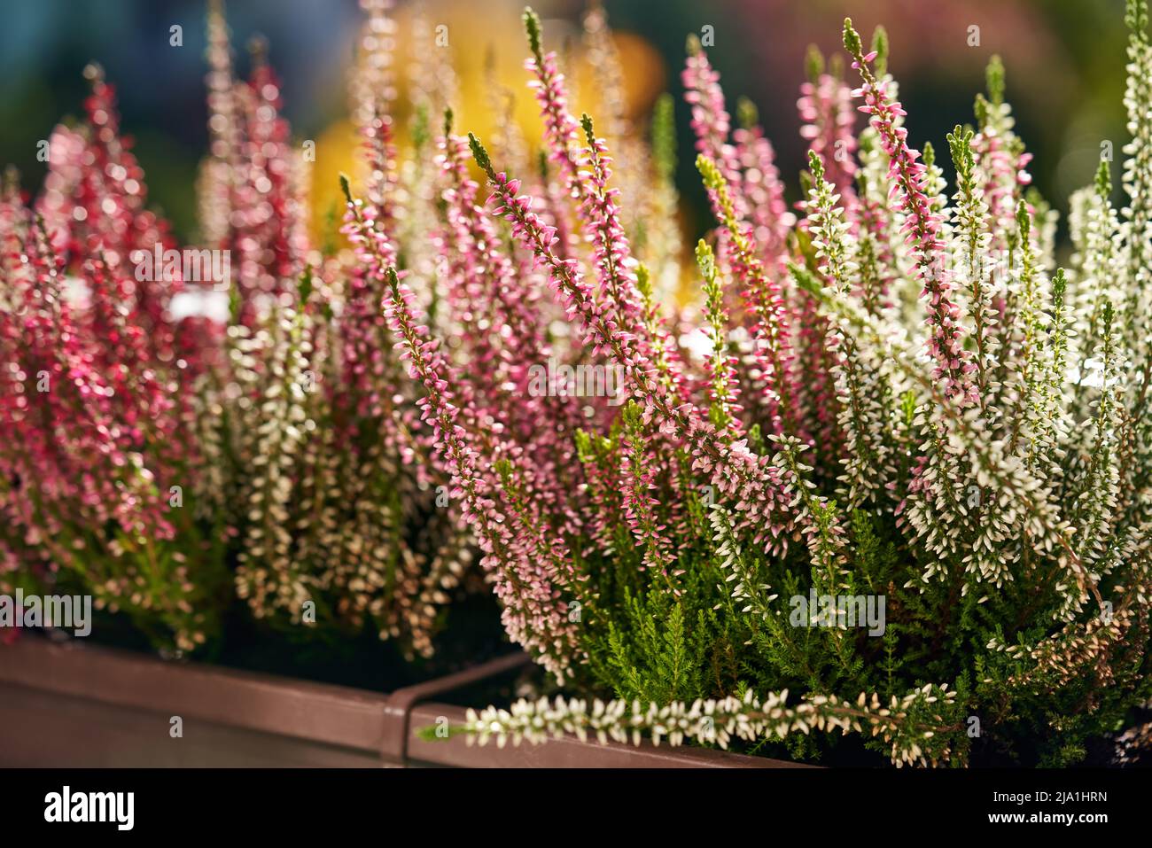 Frische rosa und weiße Heidekraut- oder Calluna vulgaris-Blüten wachsen an einem sonnigen Herbsttag im Freien Stockfoto