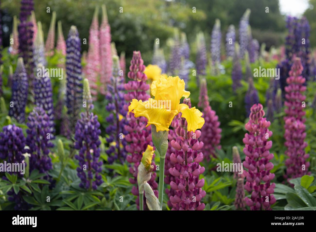 Gelbe Iris blüht unter Lupine. Stockfoto