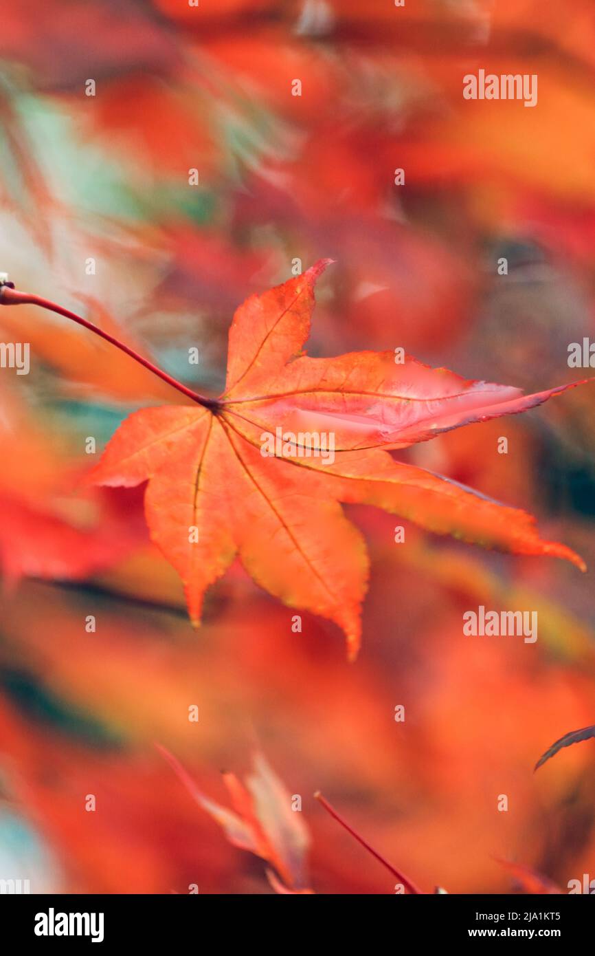 Herbstmakelblatt Stockfoto