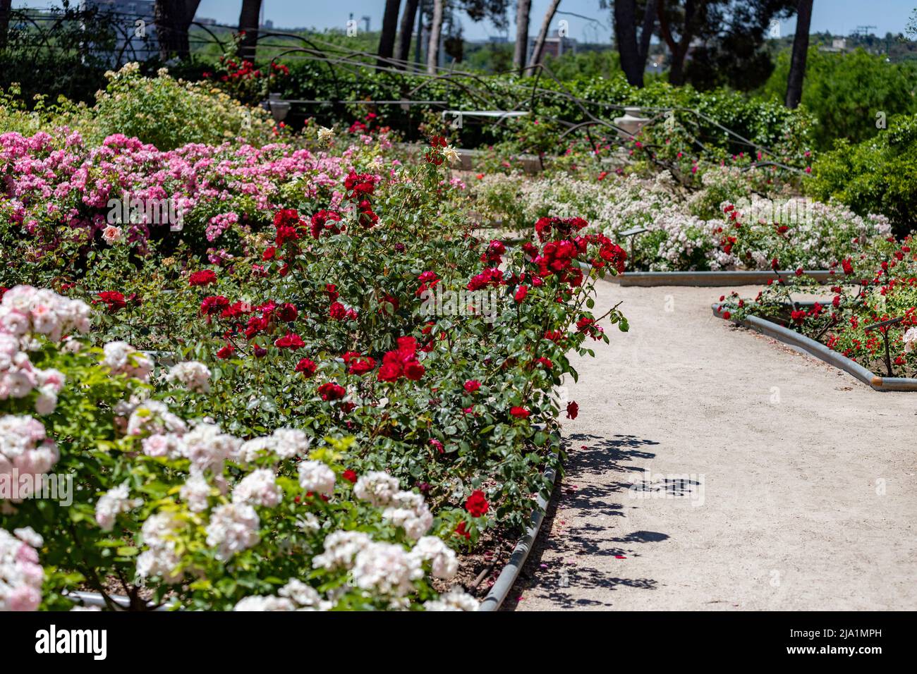 Blumen. Unbefestigte Straße voller Blumen in verschiedenen Farben im Park des Rosengartens des Parque del Oeste in Madrid. Hintergrund voll von bunten Stockfoto