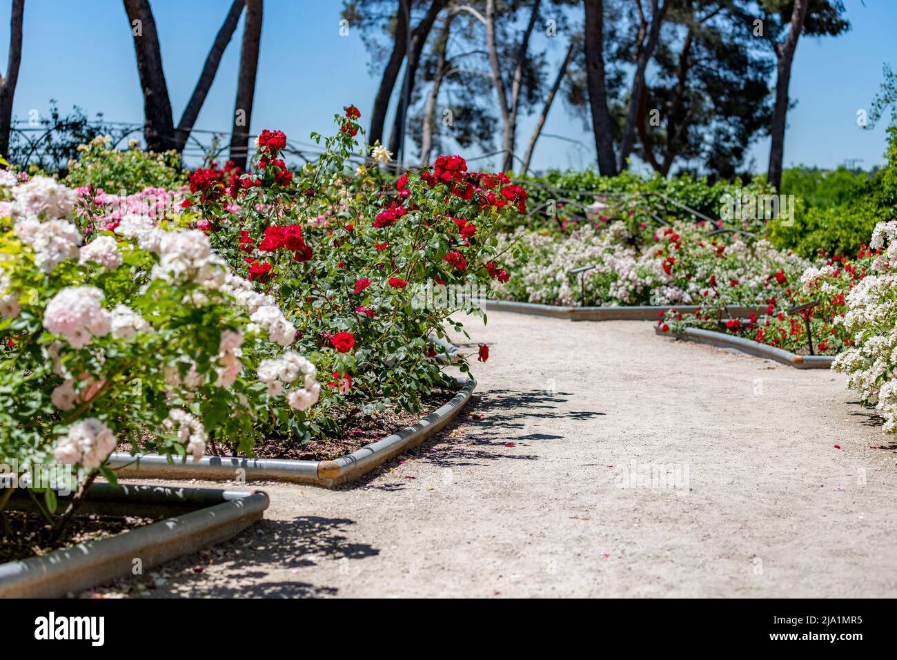 Blumen. Unbefestigte Straße voller Blumen in verschiedenen Farben im Park des Rosengartens des Parque del Oeste in Madrid. Hintergrund voll von bunten Stockfoto