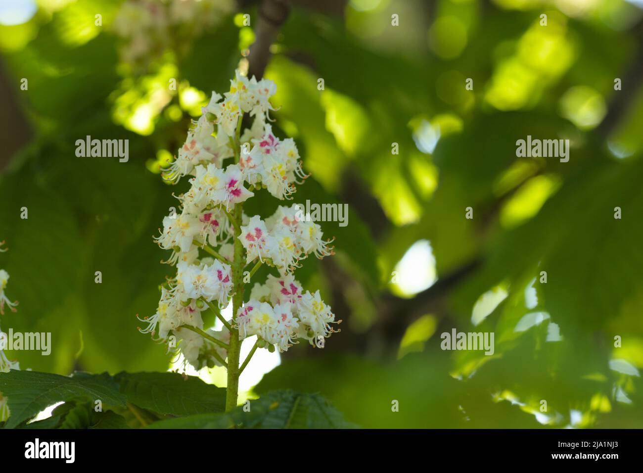 Blüten der Rosskastanie (Aesculus hippocastanum) im Frühlings-Sonnenlicht Stockfoto
