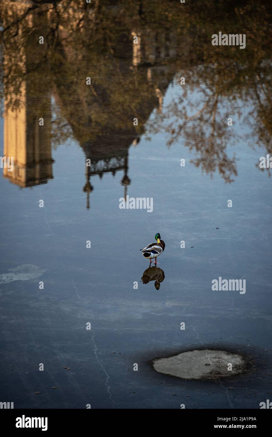 Einsame männliche Ente, die im Wasser steht, mit der Spiegelung alter Häuser im Hintergrund Stockfoto