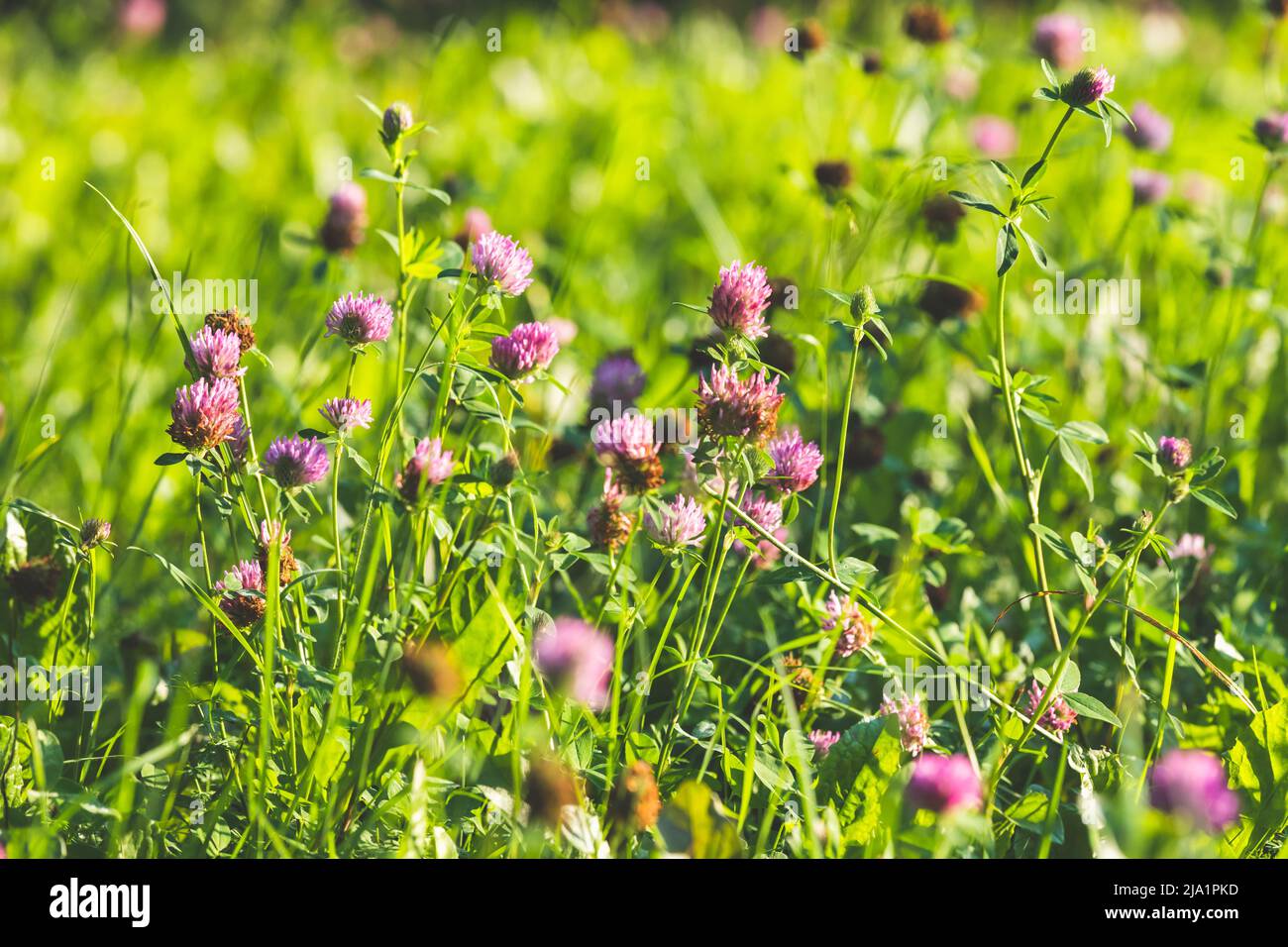 Kleeblüten an einem Sommertag, Nahaufnahme eines natürlichen Fotos mit selektivem Weichfokus Stockfoto