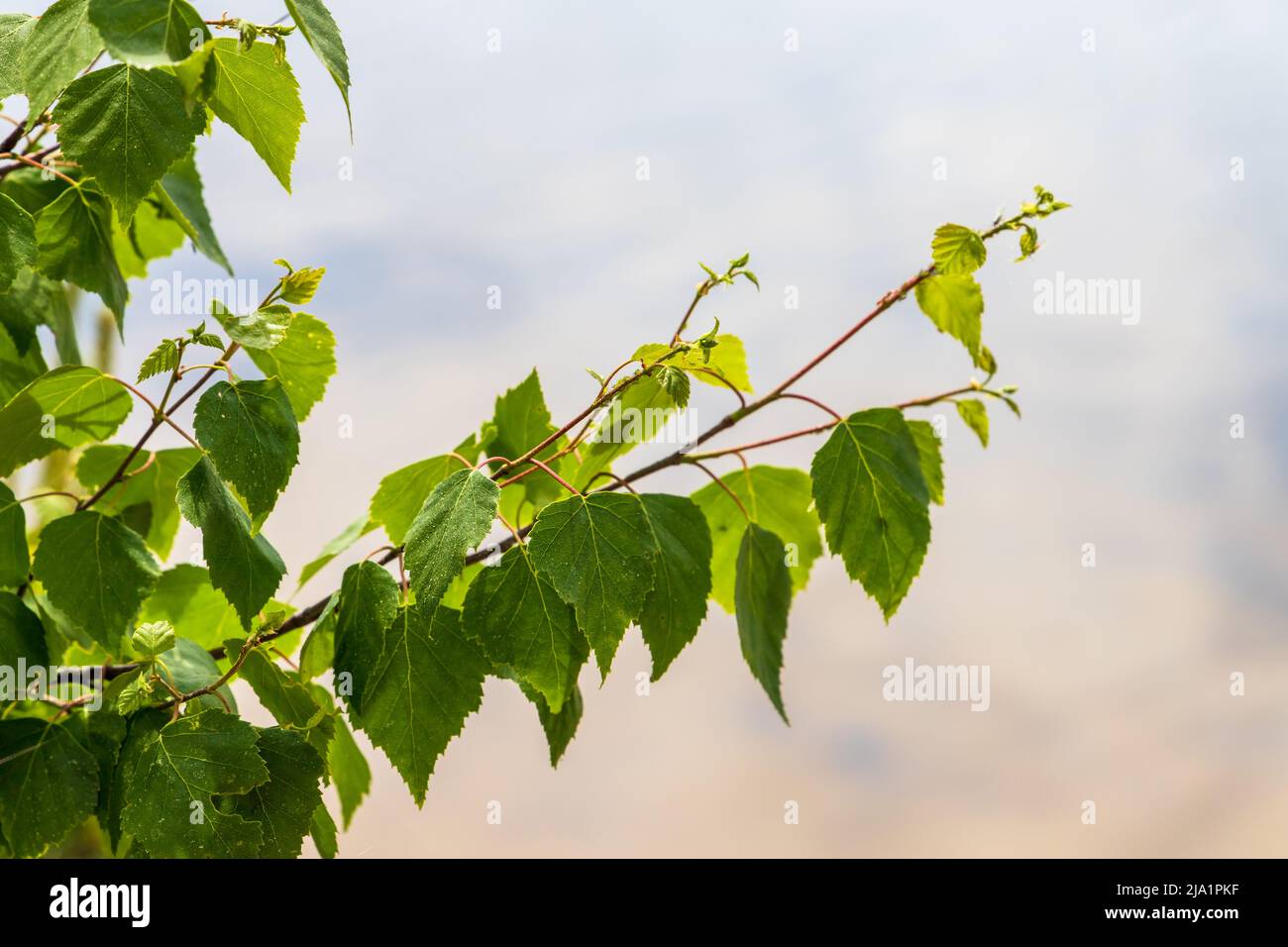 Grüne Birkenblätter über verschwommenem natürlichen Hintergrund, Frühjahrssaison. Nahaufnahme mit selektivem Fokus Stockfoto