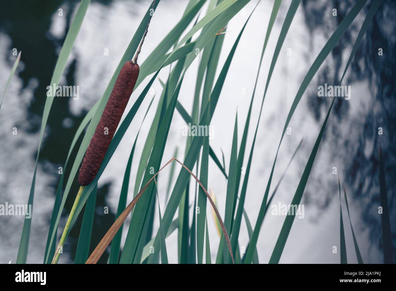 Typha oder Bulrush-Anlage, Nahaufnahme. Natürliches Foto mit selektivem Weichfokus Stockfoto
