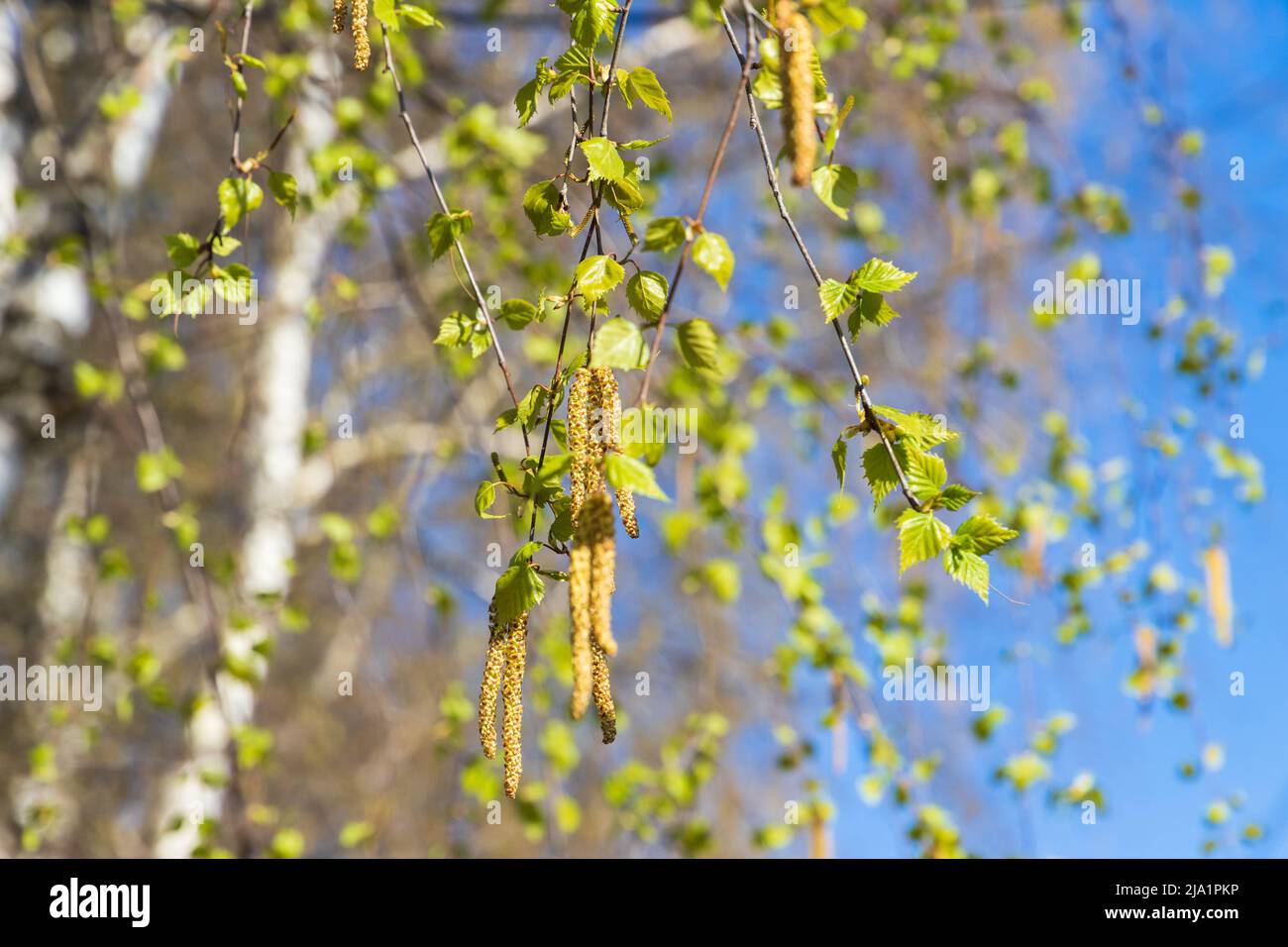 Birkenzweige mit frischen grünen Blättern und Blüten mit gelben Pollen. Natürliches Hintergrundfoto mit selektivem Weichfokus, aufgenommen in einem sonnigen Frühling Stockfoto