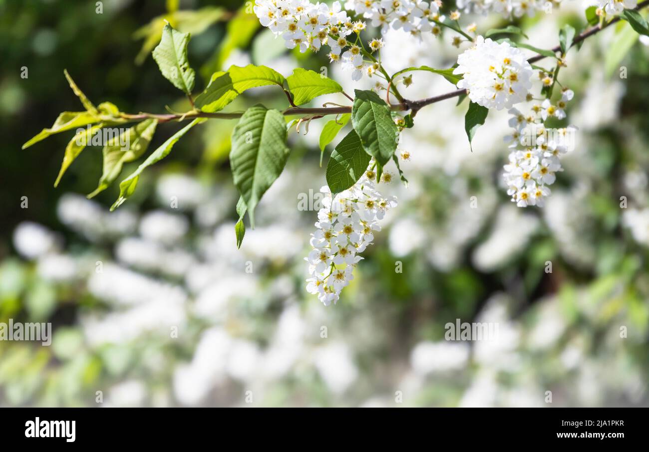 Zweig einer Vogelkirsche in Blüte, Frühling Natur Hintergrund. Prunus padus, bekannt als Hackberry, Agberry oder Mayday Tree, ist eine blühende Pflanze im Ro Stockfoto