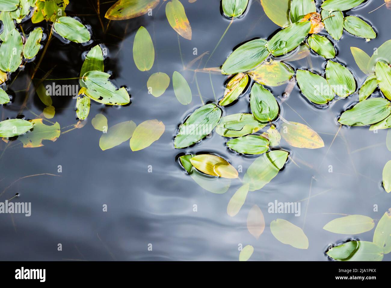 Potamogeton natans, allgemein bekannt als Breitblättriger Zwergkraut, Floating Pondweed oder Floating-Leaf-Zwergkraut, ist eine aquatische Art der Gattung Potamoget Stockfoto
