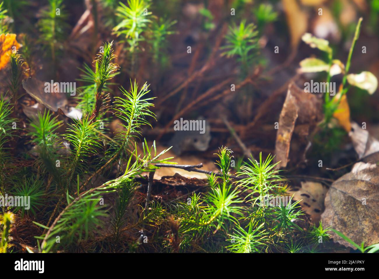 Grünes Moos wächst auf einem Sumpfboden in einem Wald, Nahaufnahme natürliches Foto. Polytrichum juniperinum, allgemein bekannt als Wacholderhaarkappe oder Wacholderpolytr Stockfoto
