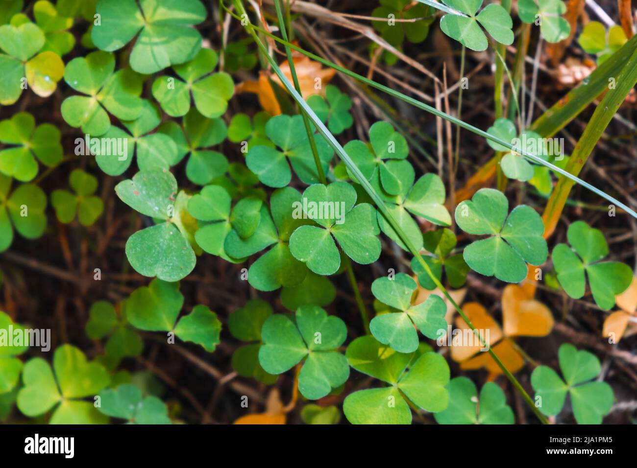 Wilde Oxalis, Nahaufnahme im europäischen Wald, natürlicher Hintergrund Stockfoto