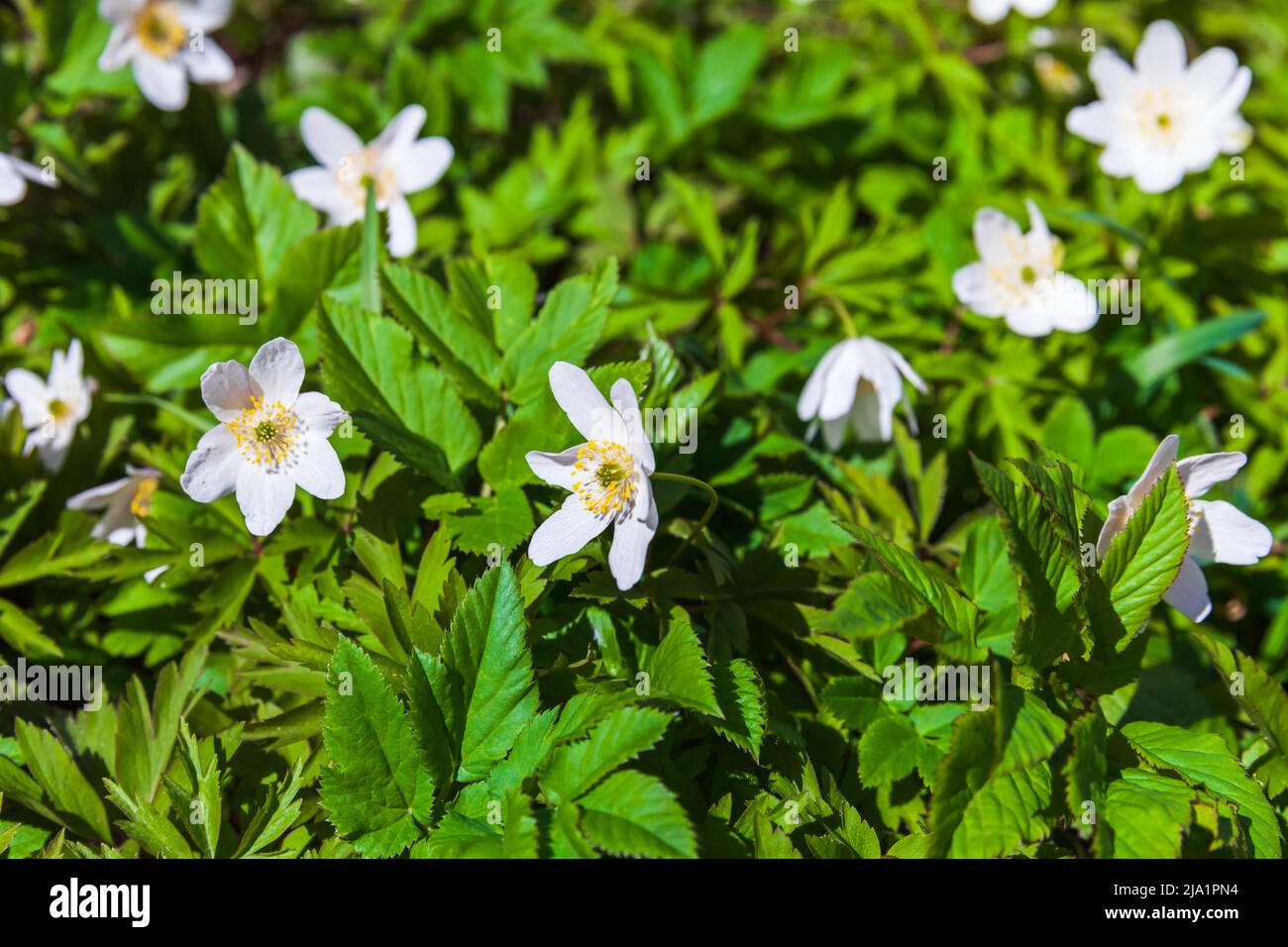 Wilde weiße Frühlingsblumen wachsen auf einem Waldboden. Nahaufnahme der Anemone nemorosa mit selektivem Weichfokus Stockfoto
