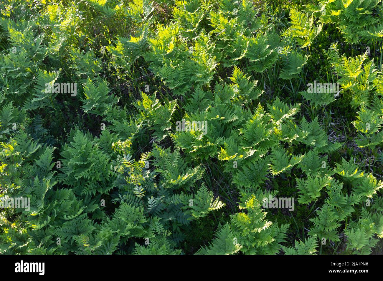 Grüne Farnblätter wachsen auf einem Waldboden, natürlicher Fotohintergrund Stockfoto