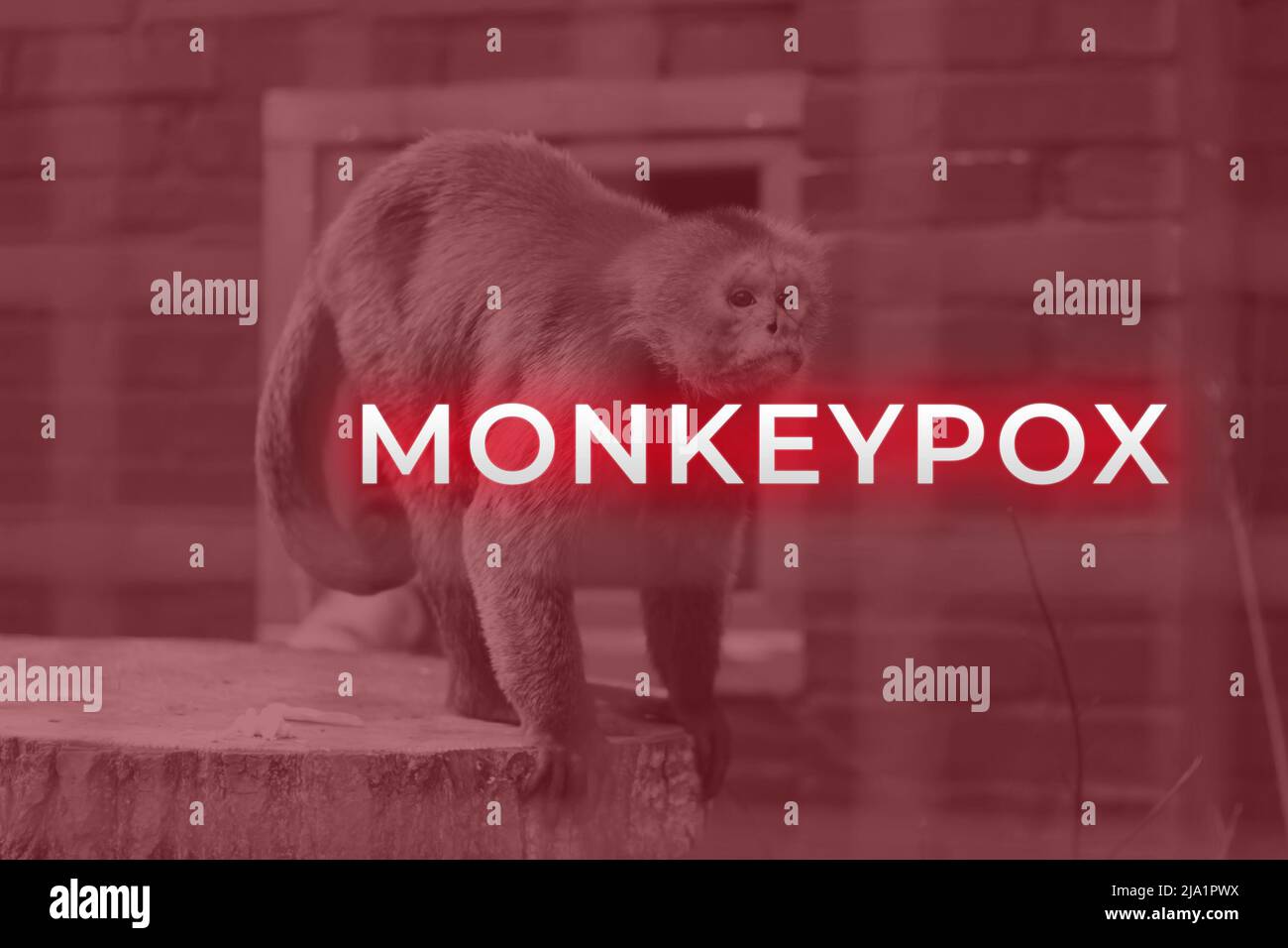 Monkeypox-Virus. Roter Hintergrund. Ausbruchskonzept. Virus, das von Tieren auf den Menschen übertragen wird. Affen können das Virus beherbergen und Menschen infizieren. Neue pande Stockfoto