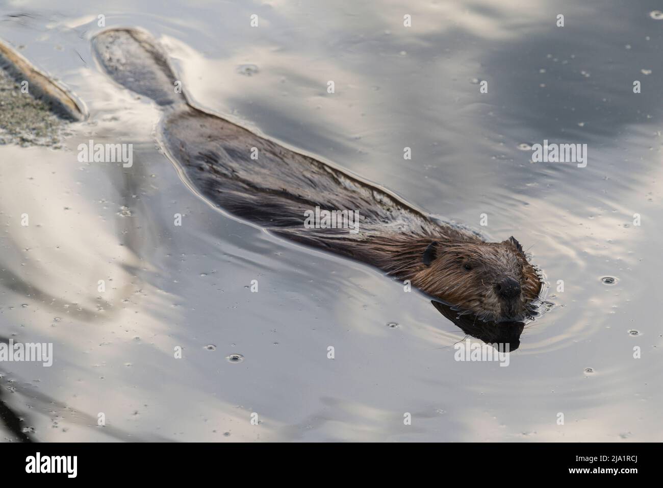North American Beaver (Castor) schwimmend in einem borealen Waldsee, Alberta, Kanada Stockfoto