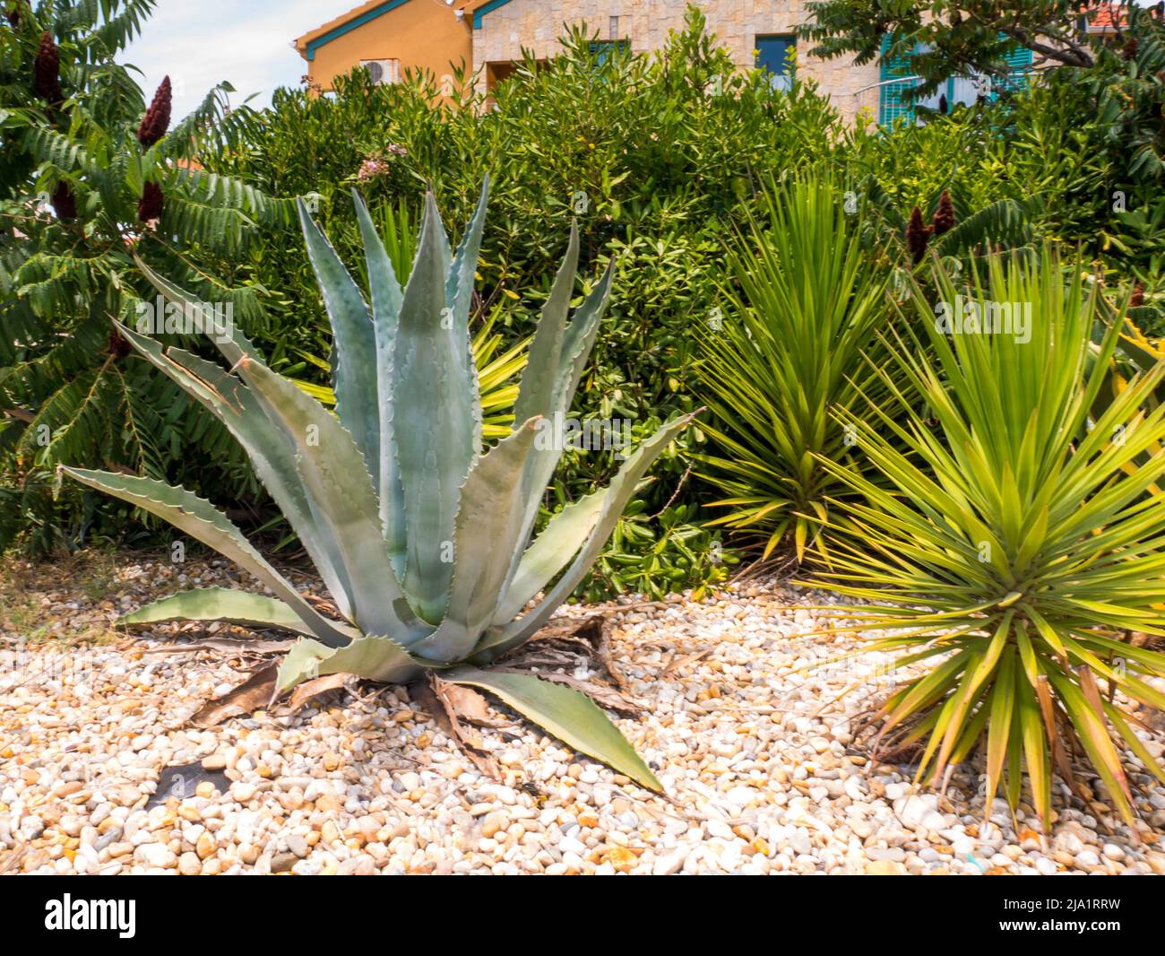 Sommerbild mit einer großen Agave im Garten. Stockfoto