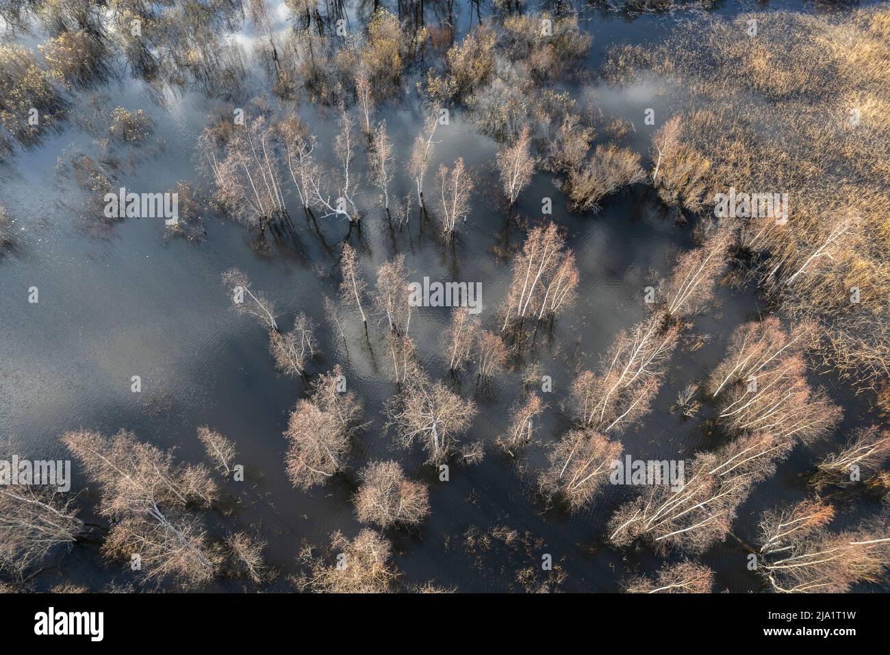 Überfluteter Wald von oben in Finnland Stockfoto