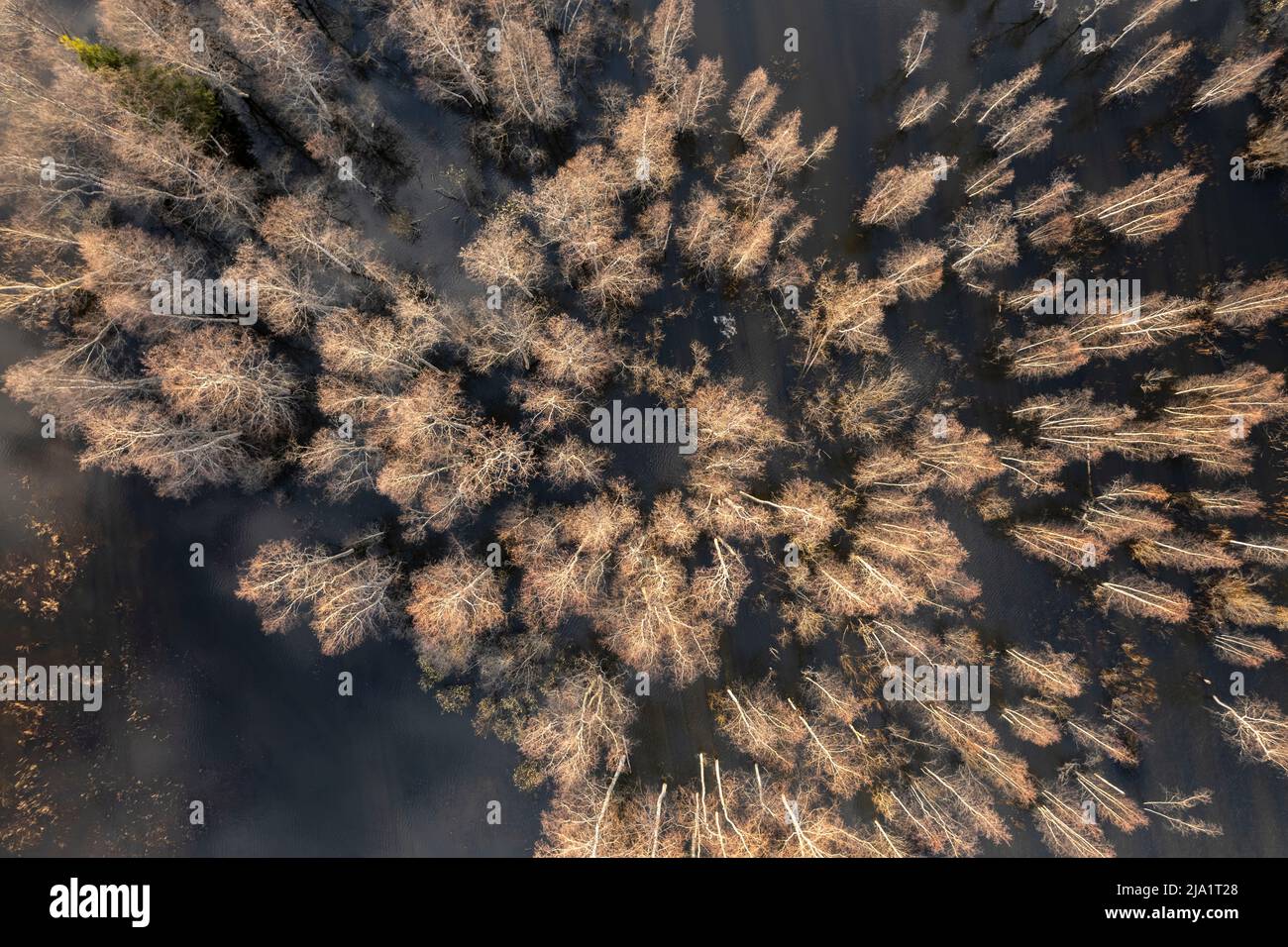 Überfluteter Wald von oben in Finnland Stockfoto