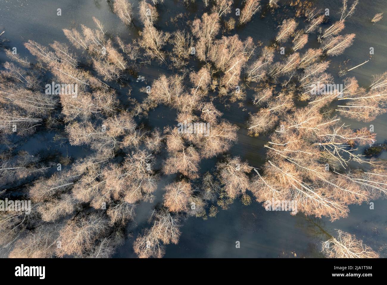 Überfluteter Wald von oben in Finnland Stockfoto