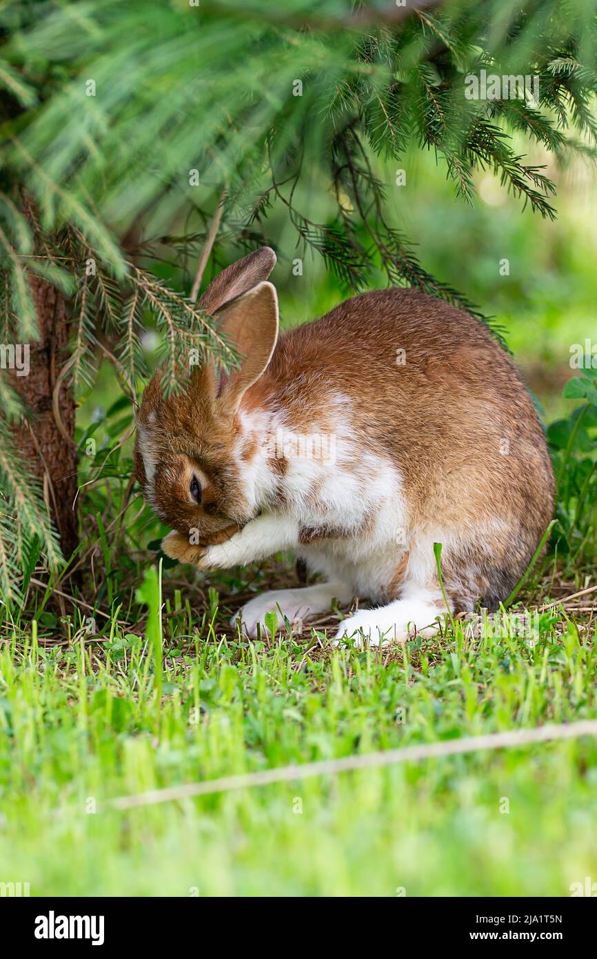 Ein rotes Kaninchen steht unter dem Weihnachtsbaum auf seinen Hinterbeinen und hält seine Nase mit seinen Pfoten Stockfoto