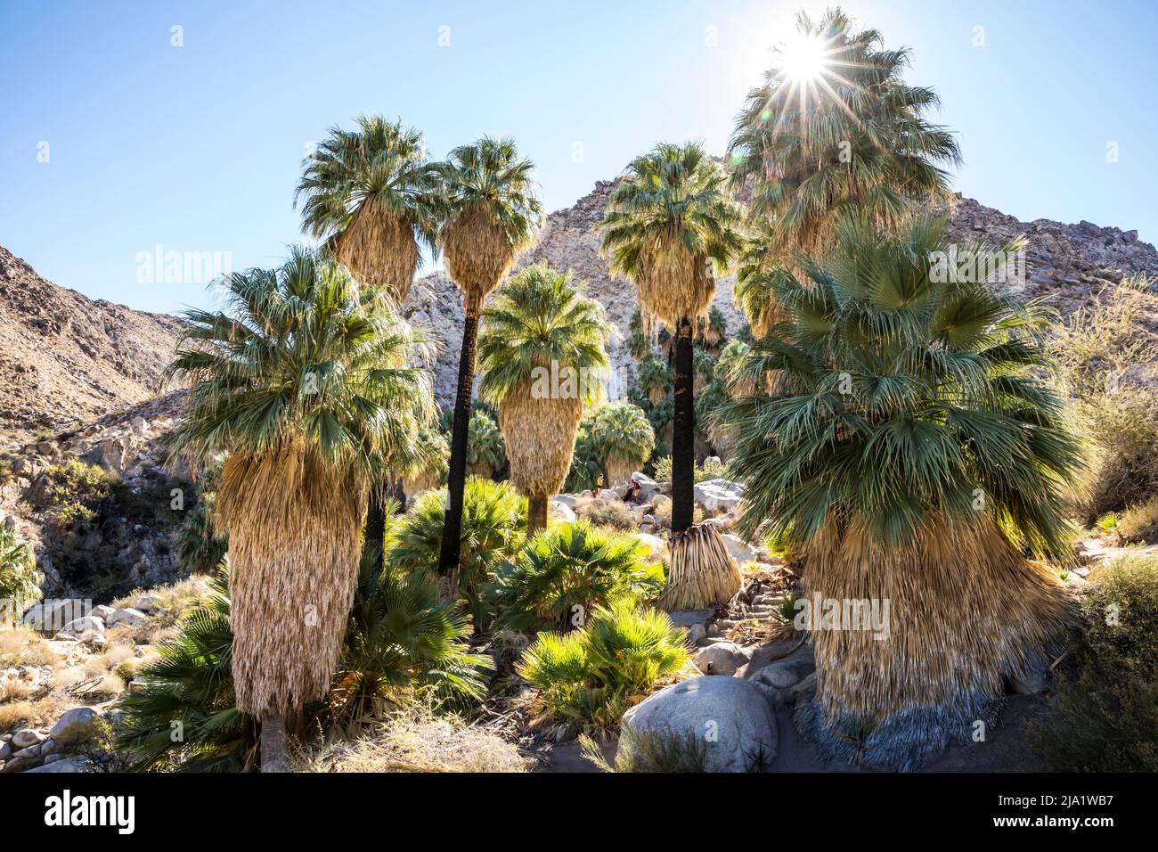 In der Fortynine Palms Desert Oasis im Joshua Tree National Park. Stockfoto