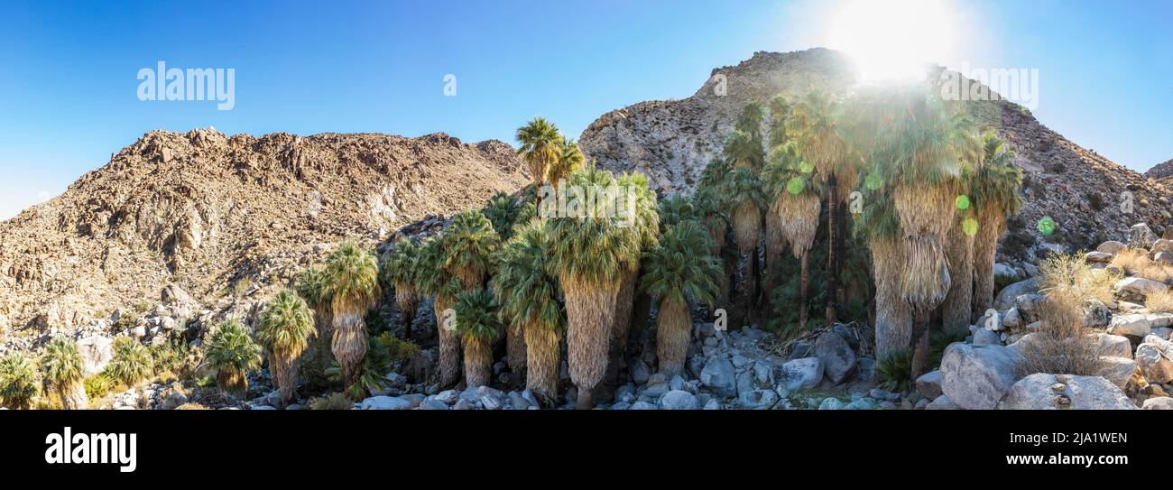Ein Panoramablick auf die Fortynine Palms Desert Oasis im Joshua Tree National Park. Stockfoto