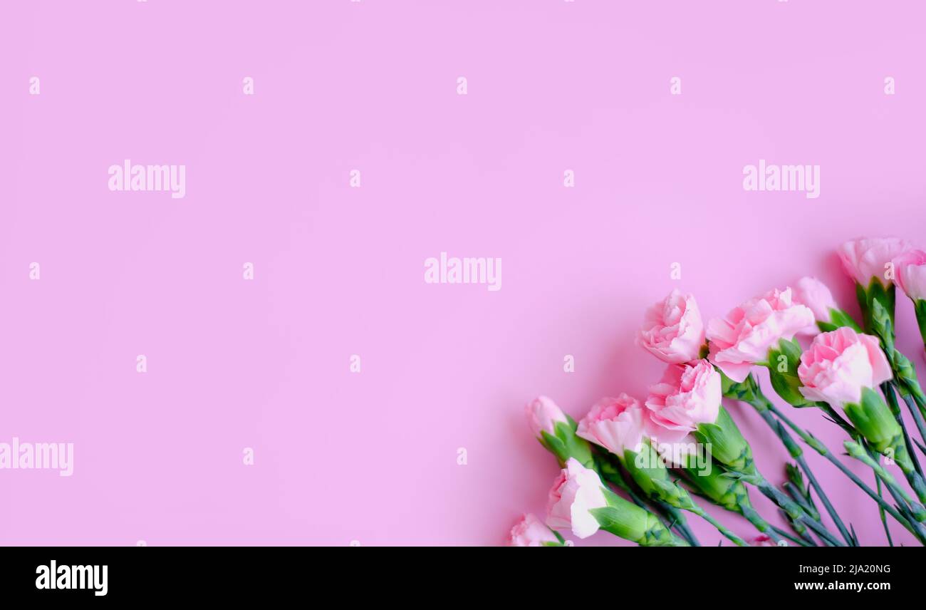 Blumenzusammensetzung. Rosa Blumen auf weichem rosa Hintergrund. Konzept Frühling, Sommer. Flach liegend, Draufsicht, Kopierbereich Stockfoto