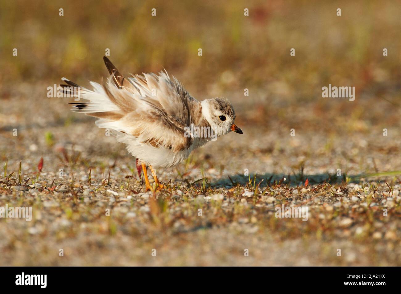 Paspelierung mit Rüschenfedern Stockfoto